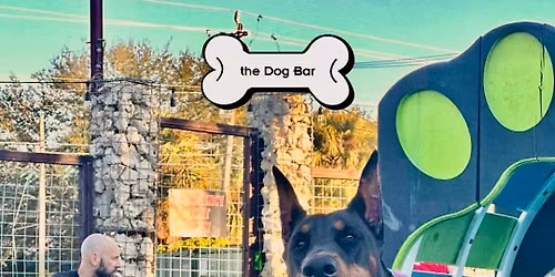 Doberman Meet Up at Dog Bar Sarasota