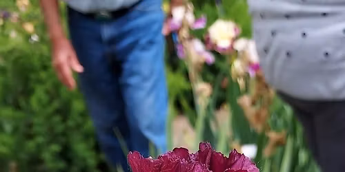 Wis. Iris Society Iris Exhibit 