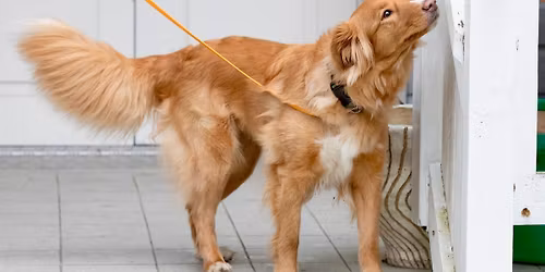 Novascotiannoutajien Nosework mestaruus