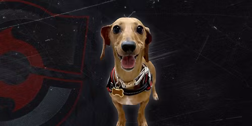 Cincinnati Cyclones V Grizzlies | Pucks N Pups Night