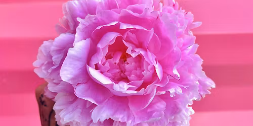 Flower Friday: Bloom Box turns ONE