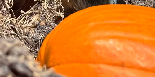 A Rainforest Celebration