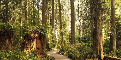 Forest Foundations: Tree Life Cycle