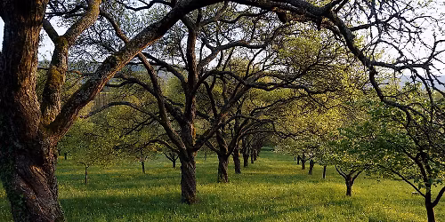 Bl\u00fchende Streuobstwiesen - F\u00fchrung durch die Kreisobstanlage Uffenheim 