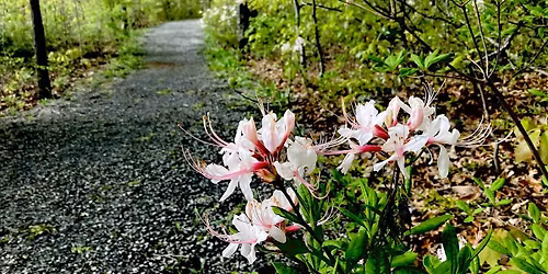 Phenology Hike at Welsh Mountain Nature Preserve
