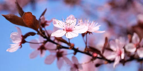 Sukujen p\u00e4iv\u00e4n seminaari