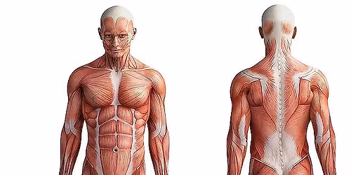 ANATOMIE PRO NAD\u0160ENCE II. - SVALY