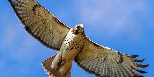 Raptors of Colorado