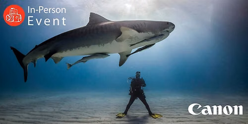 The Wild Side of Production: How Wildlife Films Actually Happen