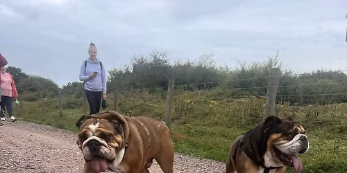 South West (Braunton) Bulldog Walk for GBSR UK