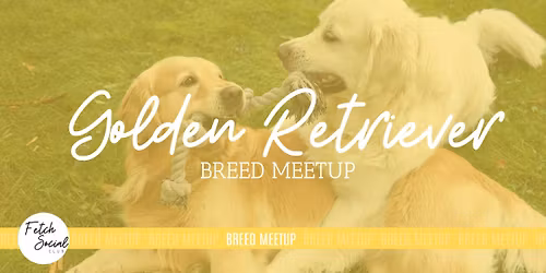 Breed Meetup: Golden Retriever