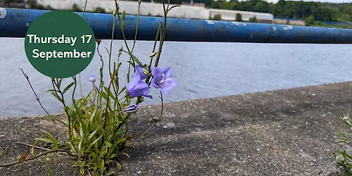 Ouse Burn Way: Exploring Urban Plants