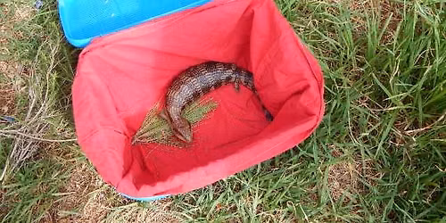 Introduction to Wildlife Rescue - Saturday 4 July 2026