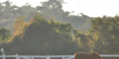 Ponies & Pilates