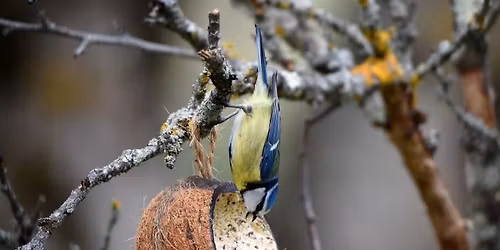 De l'oiseau \u00e0 la boule de graine