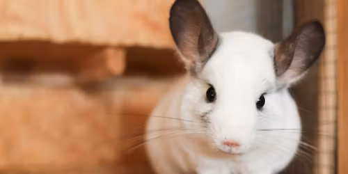 Visit from The Creature Teacher