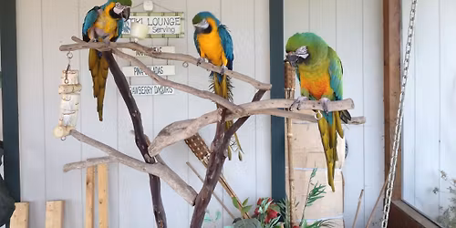 JANESVILLE BIRD FAIR