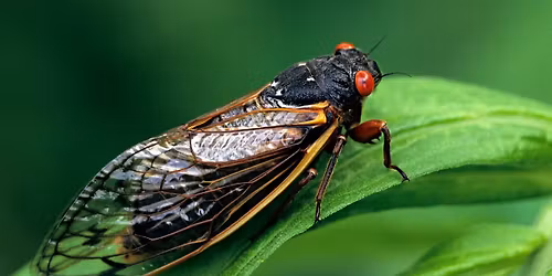 Creepy Crawlies