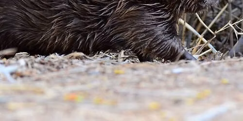 Discovery Walk: Beavers