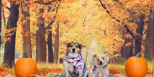 Fall Photos at Pet Supplies Plus Telford