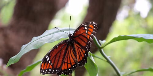 Butterfly Talk & Tour