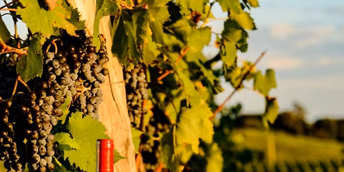 Vino Dinner Series: Italy | 10\/23 | 6 pm