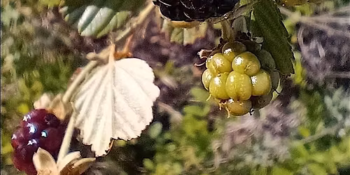 Medicinal Plant ID Foraging Hike: Blackberry, Blueberry, Huckleberry Hoard
