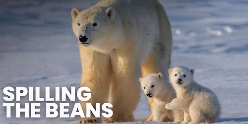 Spilling the Beans... on Polar Bears!