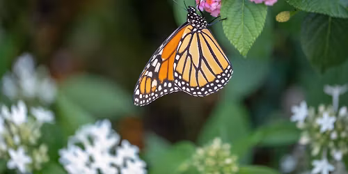 Butterfly Waypoints, 8+ YRS (White City Library)