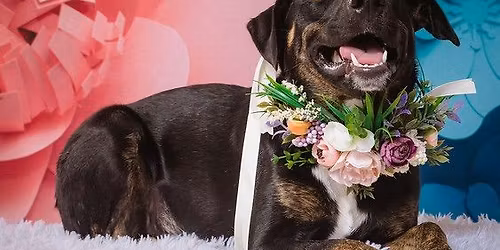 \ud83c\udf84 Home for the Howl-idays: Adoption Night