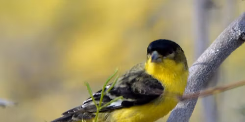 Birding Walk-About at Desert Willow