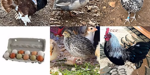 Forest Small Animal and Poultry Swap. 