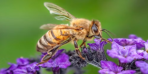 Penn State Master Gardeners of Allegheny County: Certifying Your Property as \u201cPollinator-Friendly"