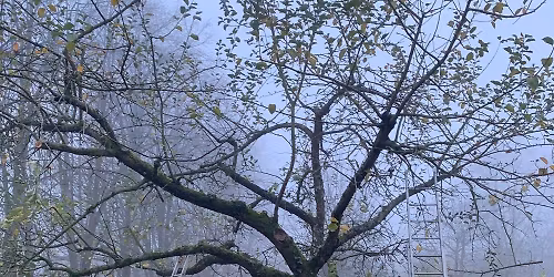 Taille des arbres fruitiers plus \u00e2g\u00e9s