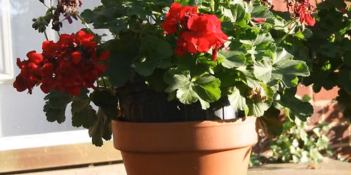 Terry Armstrong - watercolor Geraniums