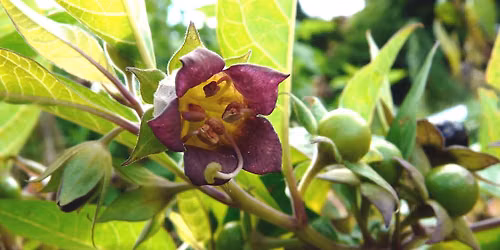 Botande eller giftigt?