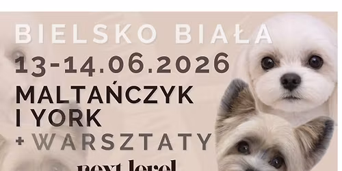 Groomer_Helena MALTA\u0143CZYK vs YORK + warsztaty!