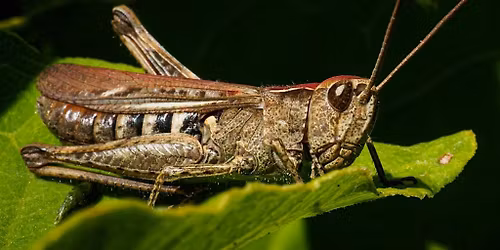 What\u2019s Bugging your Garden  5\/9\/2026 at 10:00am at Eloise May Library