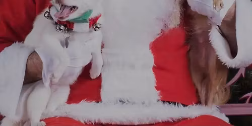 Santa Paws is comin' to Yer Dirty Dawg