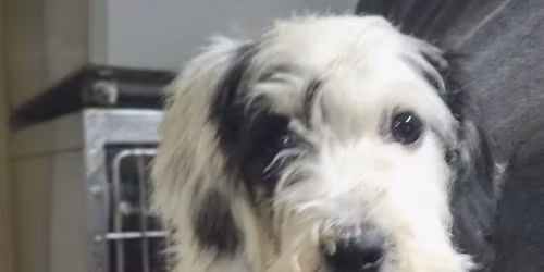 Salty Puppy Snuggles Holiday Party