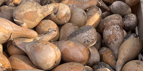 Great Gourd Sale at Meadowbrooke Gourds