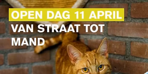 Asielavonturen; Van Straat tot Mand