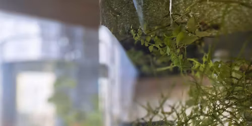 Aquascapes Workshop!!