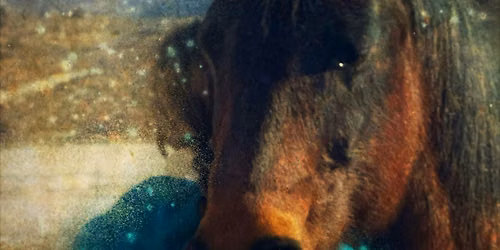 JULY 26th-Honoring Grief with the Wisdom of the Herd