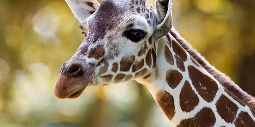 Abendf\u00fchrung Huftierrevier