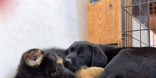 Puppy Pilates classes - Cambridge