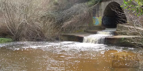 BAHWG Bonus Walk Lavender Trail, everyone welcome.