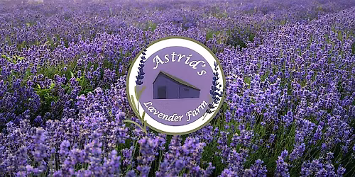 Astrid\u2019s Lavender Festival \u2013 Gig Harbor