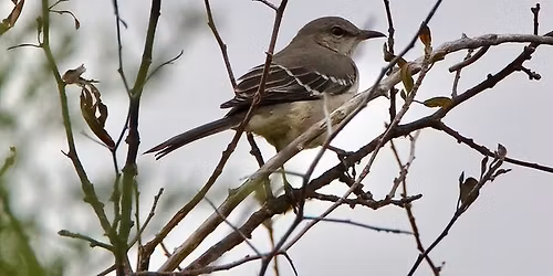 1st Saturday Bird Walk