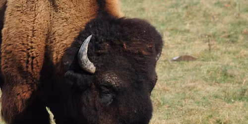 Commonly Confused Animals 